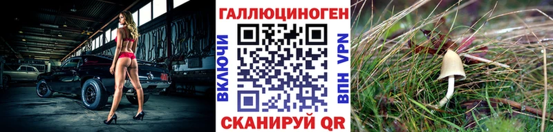 Купить где  Чекалин  Псилоцибиновые грибы Psilocybine cubensis 